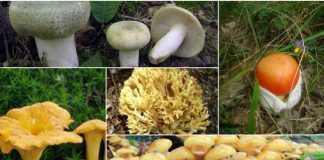 Cele mai gustoase ciuperci care cresc în România