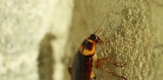 Cum să scapi de gândacii de bucătărie cu un amestec simplu