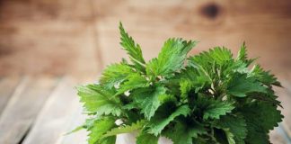 Ceai de urzici – Beneficii si indicații