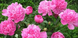 Nu înceta să crezi si să speri – Oricâte probleme avem, Dumnezeu nu ne lasă