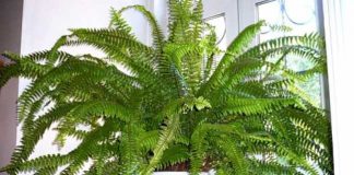 Plante de casă care oferă beneficii pentru sănătate