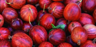 Fructele de agris – Adevărate bombe de vitamine