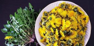 Beneficiile consumului de ceai de păpădie –