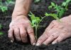 Calendar pentru plantarea răsadurilor și a semințelor în grădină