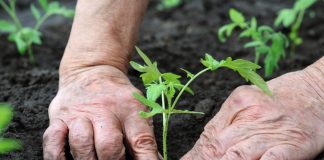 Calendar pentru plantarea răsadurilor și a semințelor în grădină