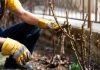 Află cum se realizează corect tăierea trandafirilor de ceai, din clasa floribundă, a trandafirilor de parc, mininaturali si acoperitori