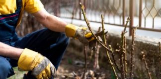 Află cum se realizează corect tăierea trandafirilor de ceai, din clasa floribundă, a trandafirilor de parc, mininaturali si acoperitori