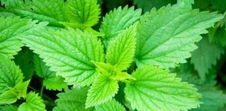 Tratament cu urzici – Cinci boli pe care le puteţi vindeca cu ajutorul acestei plante miraculoase