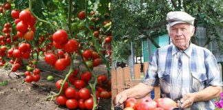 Sfaturi si trucuri utile care te vor ajuta să obții o recoltă bogată