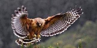 Pilda șoimului și a ciorii – Trebuie să o citești