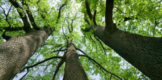 Pilda celor trei copaci – O poveste din care ai ce învăța şi care îţi va umple inima de căldură