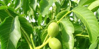 La ce sunt bune frunzele de nuc – Leacuri și tratamente