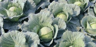 Varza – Un remediu universal care previne și tratează multe afecțiuni