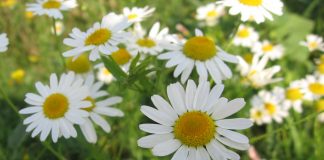 Mușețelul si rolul lui în cancerul de tiroidă – Află beneficiile miraculoase pentru sănătate ale mușețelului