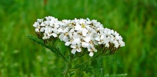 COADA-ȘORICELULUI –  Planta naturală care VINDECĂ multe tipuri de BOLI