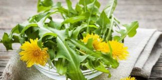 Sucul de păpădie – Un tonic puternic pentru ficatul leneș, foarte util în constipație și stimularea secreției biliare