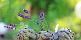 Apa de anghinare – Remediu care face minuni pentru ficatul gras