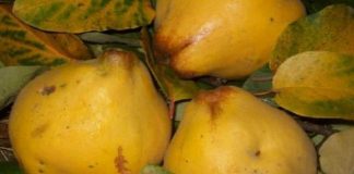 Ceaiul de gutui este uimitor. Reface celulele ficatului și redă vederea