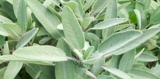 De ce să moară omul când pe pământ creşte “planta cu 1000 de virtuţi”. Iată ce proprietăţi are