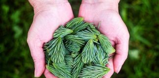 Mugurii de pin – Când se culeg, ce boli vindecă și cum se folosesc