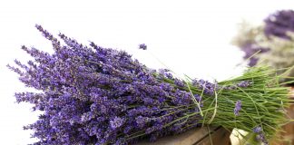 Levănțica – 9 utilizări medicinale ale acesteia