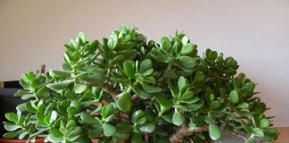 Dacă ai această plantă în casă, uite ce trebuie să știi despre ea. Îți va fi de ajutor