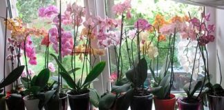 Cum menținem orhideea înflorită cât mai mult timp – Sfaturi de la specialiști