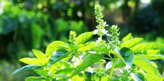 Antidotul perfect pentru OBOSEALA fizică și mentală – Maceratul de BUSUIOC