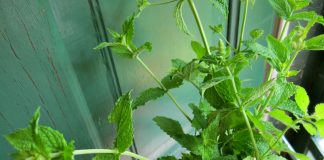 Află ce plante să folosești pentru scăderea febrei