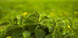 5 buruieni care sunt remedii impresionante