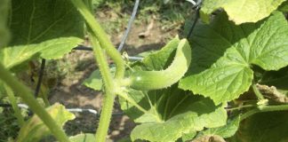 6 soluții naturale care tratează îngălbenirea frunzelor castraveților. Iată ce spun grădinarii