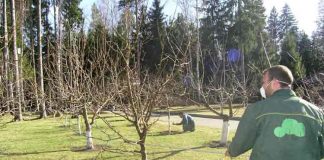 Calendar pentru stropirea pomilor – Ce tratamente trebuie făcute în livada de acasă