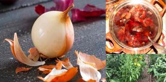 Coaja de ceapă, remediu universal pentru gradină. Beneficii si metode de utilizare