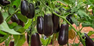 Pansament natural pentru vinete, de la plantare până la culegerea lor