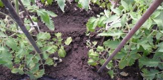 Cum poti face îngrășământ natural pentru roșii cu câteva ingrediente simple