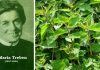 Maria Treben – „Dacă oamenii ar ști ce efect tămăduitor are urzica, n-ar mai cultiva decât urzici!”