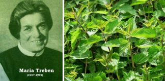 Maria Treben – „Dacă oamenii ar ști ce efect tămăduitor are urzica, n-ar mai cultiva decât urzici!”