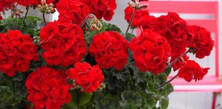 Aplicarea îngrășămintelor la muscate. Cum se hrănesc corect pentru a înflori tot anul