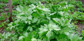 Leuşteanul – planta minune a primăverii. Află ce beneficii absolut uimitoare are asupra organismului