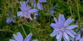 CICOAREA – Leac împotriva diabetului și creșterii în greutate