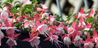 Totul despre minunata Fuchsia (cerceluş). Cum se înmulteşte şi îngrijeste