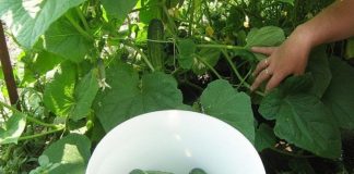 Stimulator de creștere pentru tufele tinere de castraveți – Pentru a obține o recoltă timpurie, de 10 ori mai mari