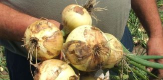Cum să ai o recoltă de ceapă pentru tot anul! Așa nu mai cumperi din piață!
