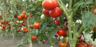 Folosește puterea bicarbonatului de sodiu la roșii. Recoltă bogată și gust mai dulce