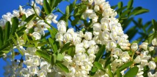 Cum vă întăreşte sănătatea floarea de salcâm