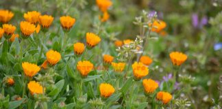 Boli vindecate cu gălbenele – moduri de administrare și preparare