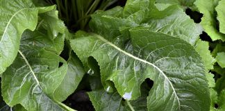 Leacuri băbești cu rădăcină și frunze de HREAN