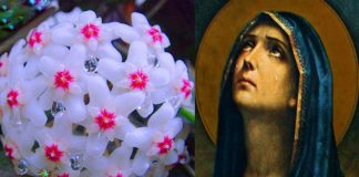 Lacrima Maicii Domnului, floarea care produce mir. De ce s-o ai în casă și grădină