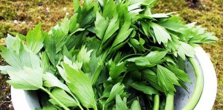 LEUȘTEANUL – Medicament natural pentru rinichi, plămâni și piele