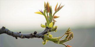 Mugurii de plop – când se culeg, ce boli vindecă și cum se folosesc